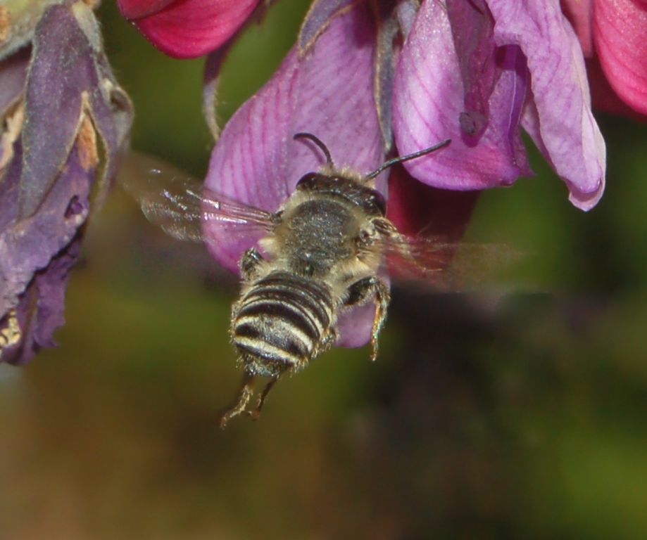 Amegilla sp. e Apidae Megachilinae